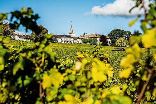 Vue sur Perroy et ses vignobles.