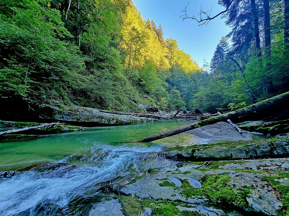 La Goldach présente un caractère sauvage original et parfois impraticable, ce qui a permis la création d’habitats uniques pour la flore et la faune indigènes.